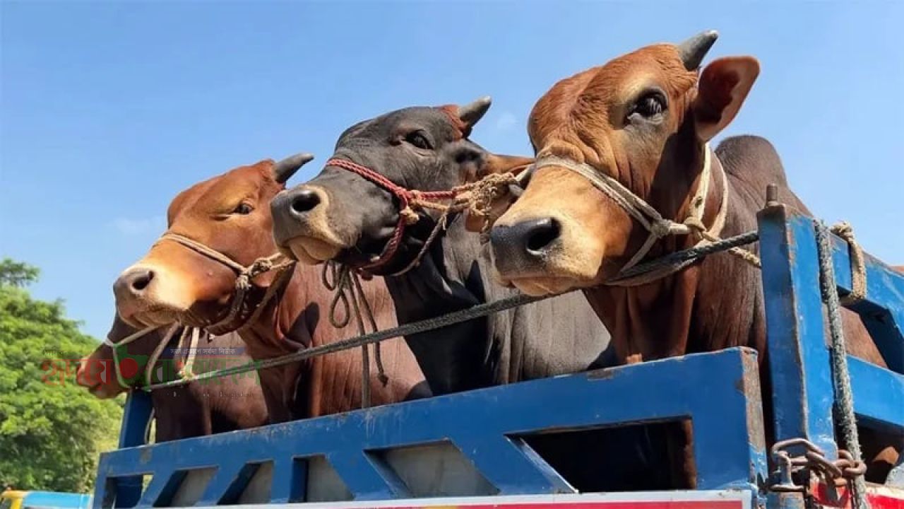 র‍্যাব ক্যাম্পের পাশ থেকে ব্যবসায়ীর গরু লুট